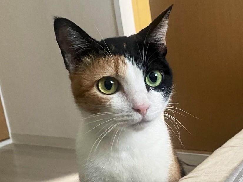 ツンデレな美形のお姫様