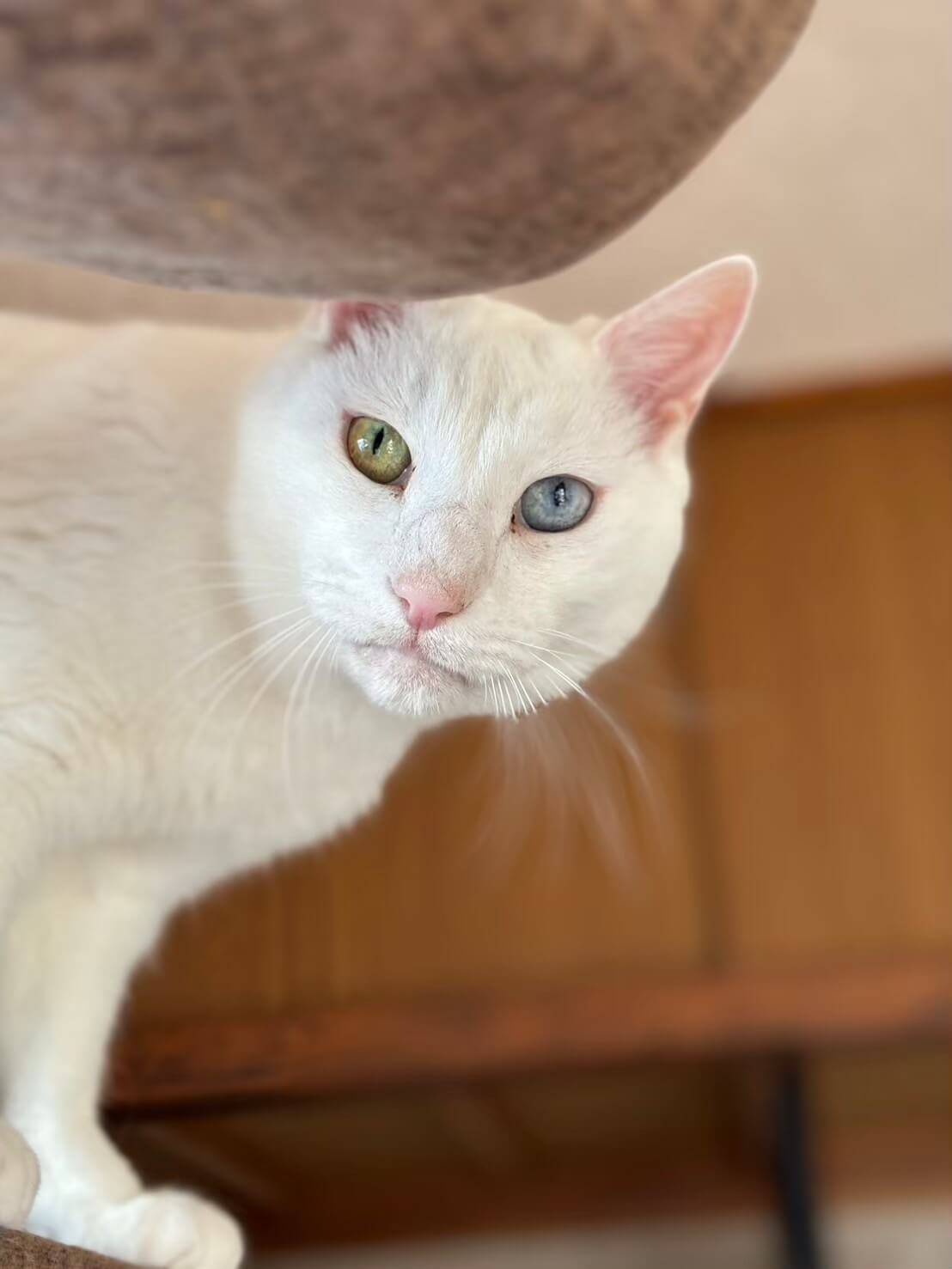 オッドアイのイケメンくん