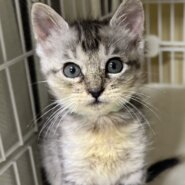 香川県【一般レスキュー】クールビューティーなしらすちゃん