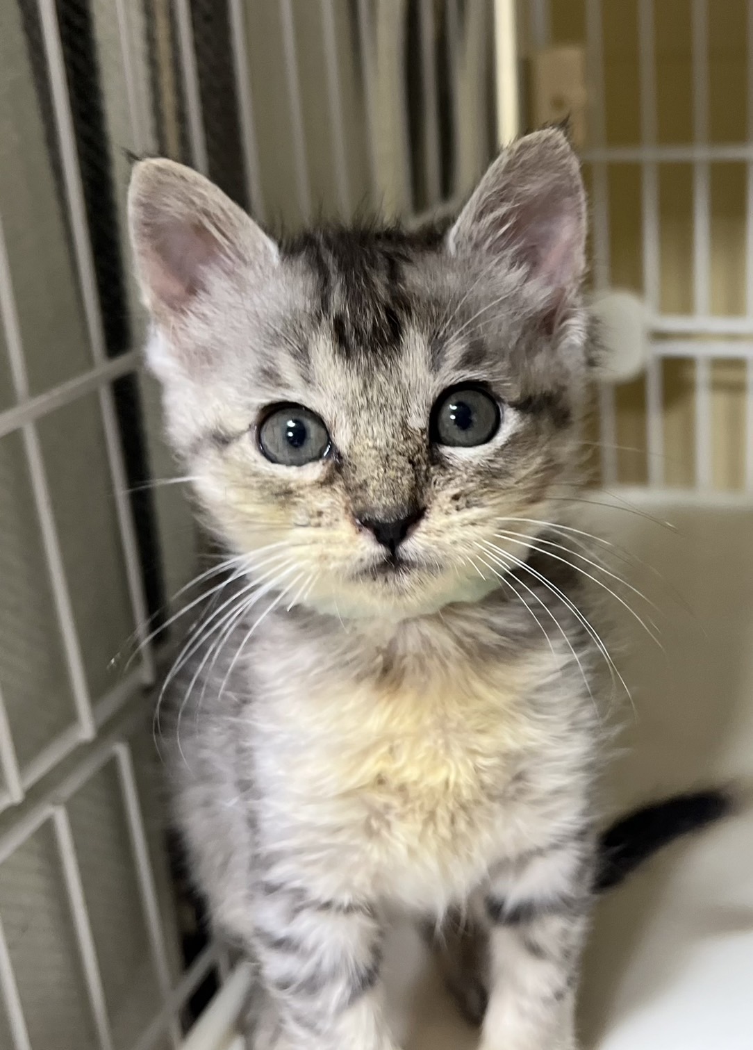 香川県【一般レスキュー】クールビューティーなしらすちゃん