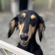 香川県　人懐っこい　アニスちゃん