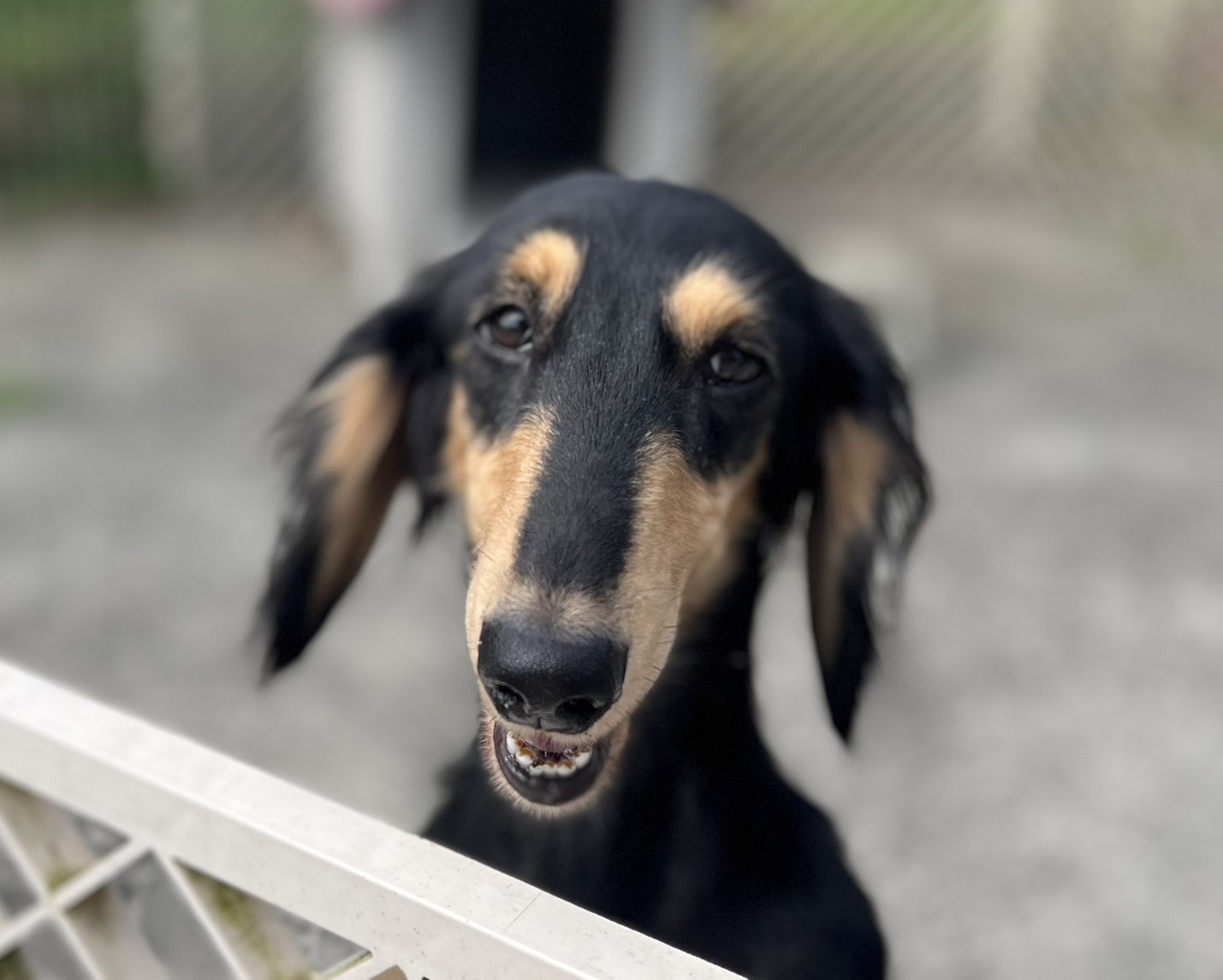 香川県　人懐っこい　アニスちゃん