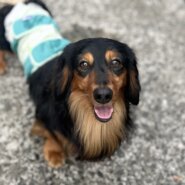 香川県　甘えん坊の　ジンジャーくん