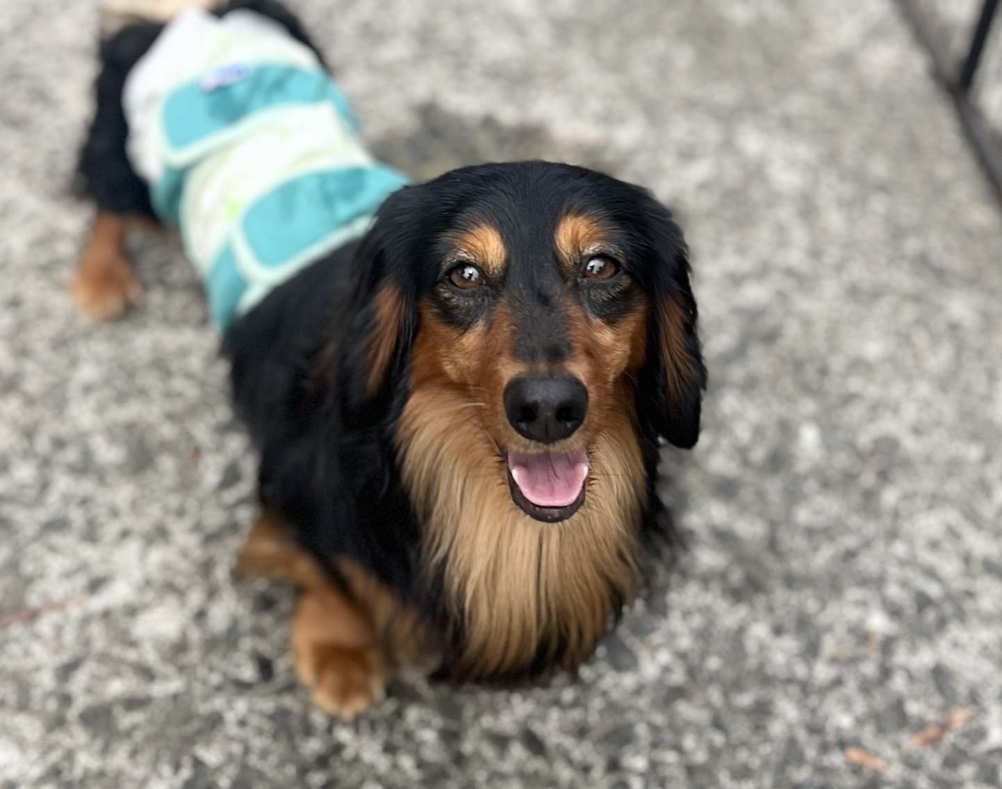 香川県　甘えん坊の　ジンジャーくん