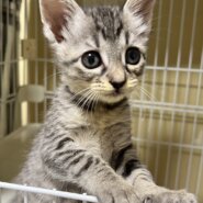 香川県【一般レスキュー】おメメが真ん丸な ジャコちゃん