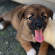 香川県【保健所レスキュー】小熊チックなクミンちゃん