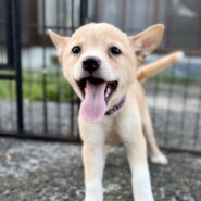 香川県【愛護センターレスキュー】可愛い顔のフレークくん