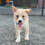 香川県【愛護センターレスキュー】可愛い顔のグラノーラくん