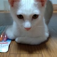 R64月産まれの白猫オス　　里親募集