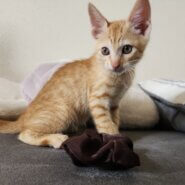 早急に。 推定2ヶ月の仔猫(男の子)です