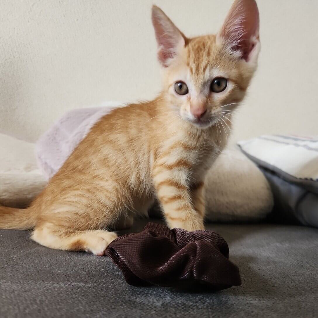 早急に。 推定2ヶ月の仔猫(男の子)です