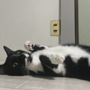 だんだん人馴れ中【グラくん】