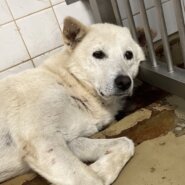 期限あります白の男の子です