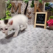 しろぶちの男の子