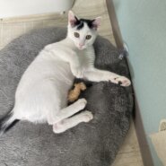 抱っこされ上手な【シューくん】♂推定４ヶ月