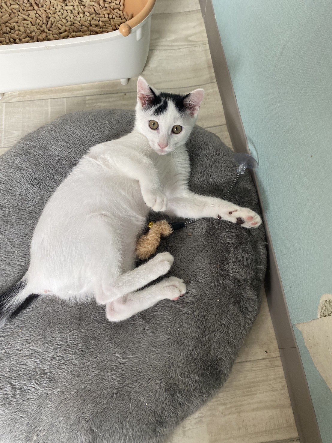 抱っこされ上手な【シューくん】♂推定４ヶ月