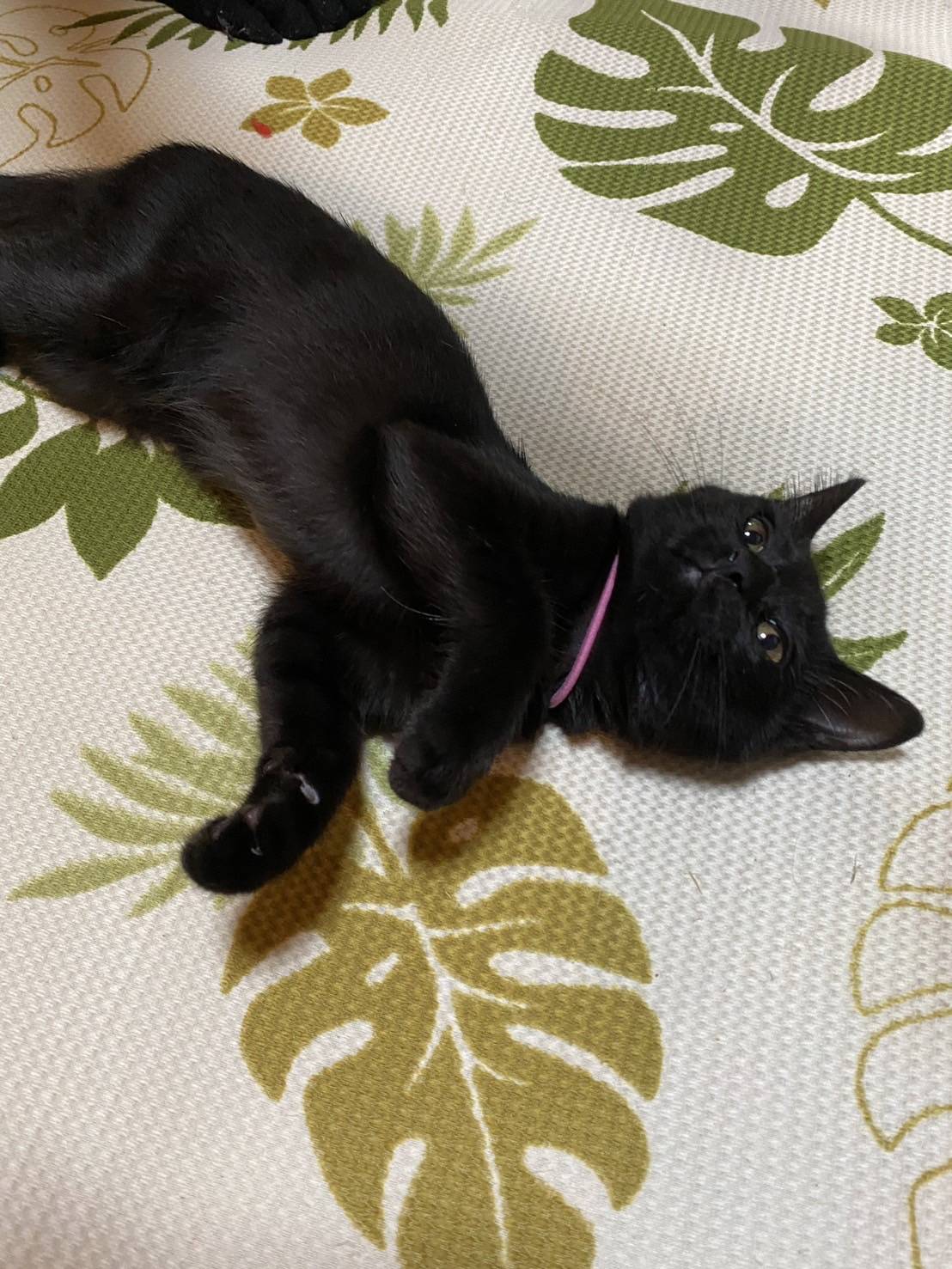 【正式譲渡】笑福（えふ）：甘えん坊＆高いところひょひょい♪