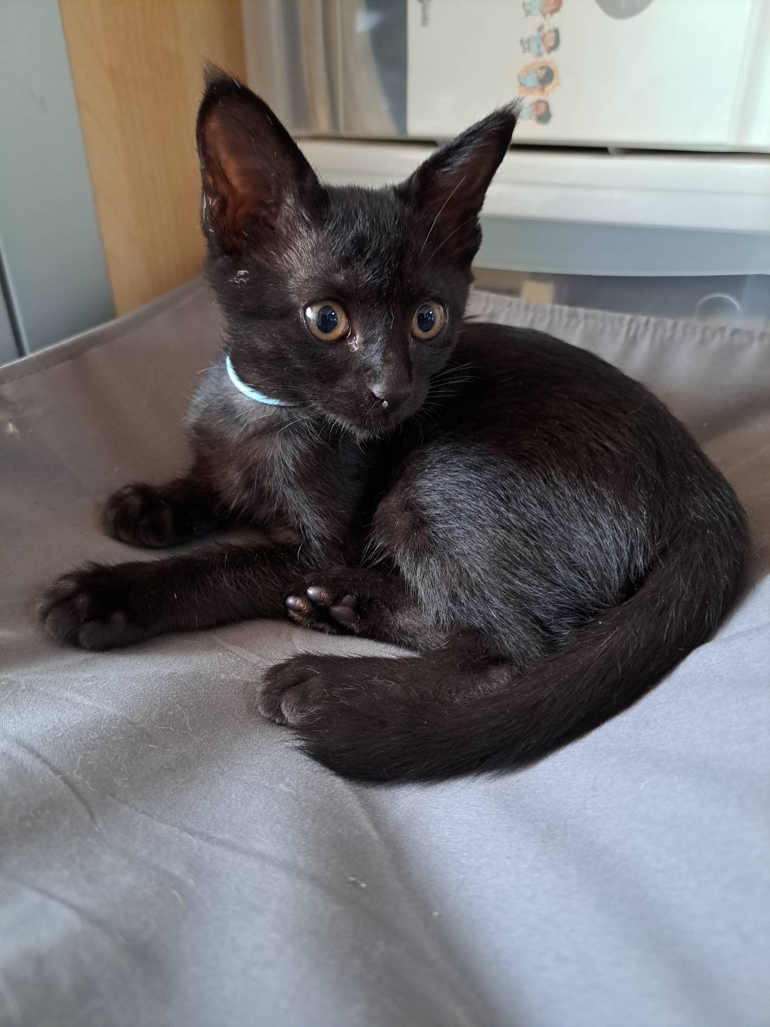 【譲渡決定】楽福（らふ）：華奢だけどごはん大好き！