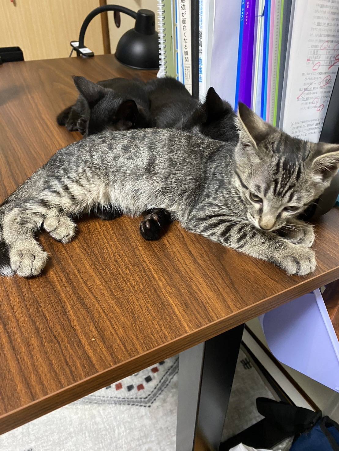 【正式譲渡】百福（もふ）：超甘えたさん！