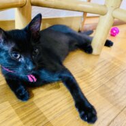 【譲渡決定】キララ：甘え上手で人をメロメロに