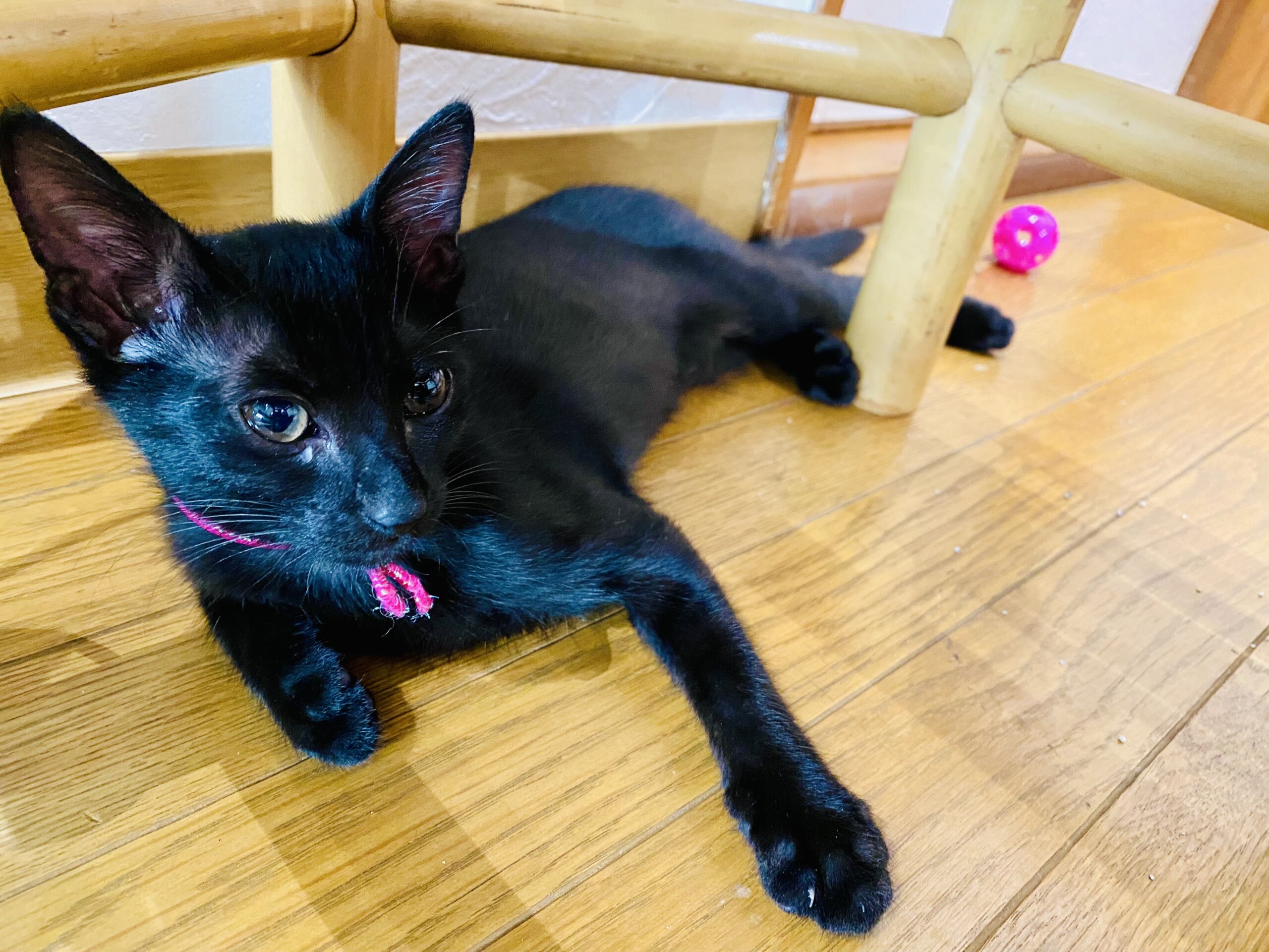 【譲渡決定】キララ：甘え上手で人をメロメロに