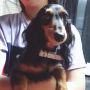 ダックス女の子2歳