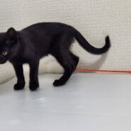 生後4ヶ月の黒猫♀ちゃん