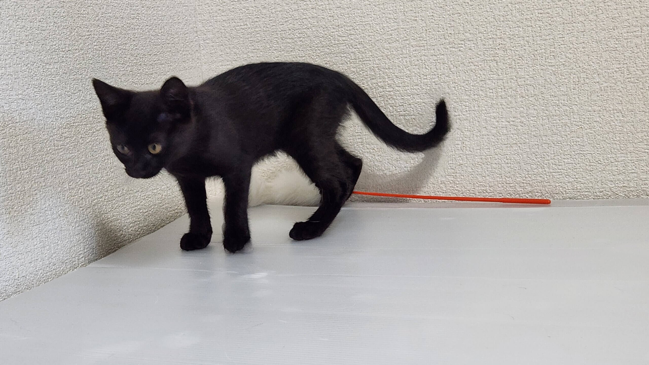 生後4ヶ月の黒猫♀ちゃん