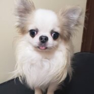 ブルプ♂️(ルーク君)(チワワ)