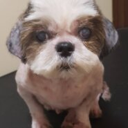 ここなちゃん♀️(シーズー)