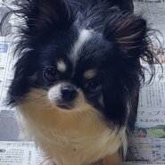 せいらちゃん♀️(チワワ)