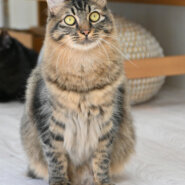 【譲渡決定】 アビー：猫大好き！穏やか長毛くん