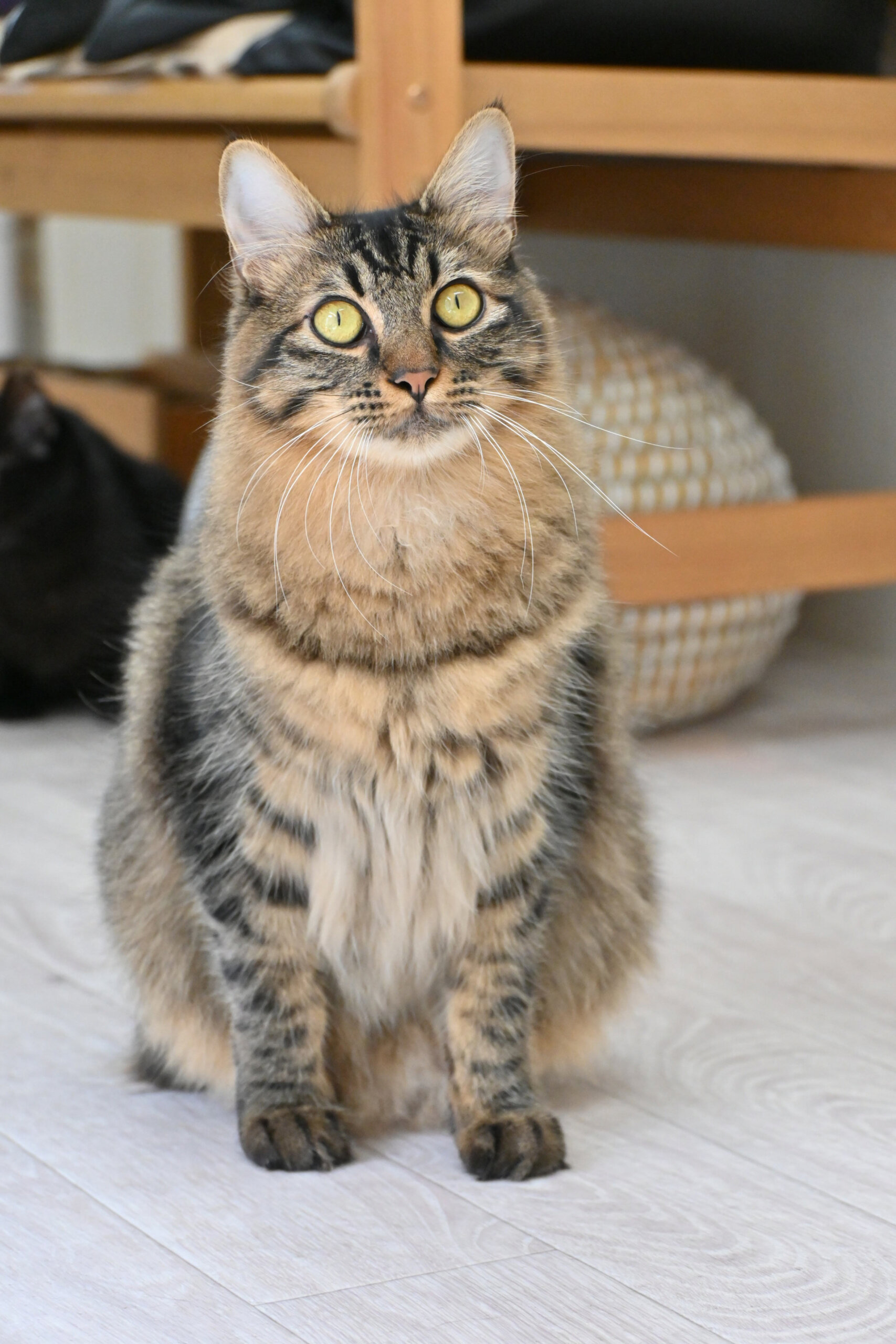 【譲渡決定】 アビー：猫大好き！穏やか長毛くん