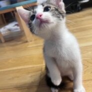 小さなキジ白イケメン男子のウリくん！