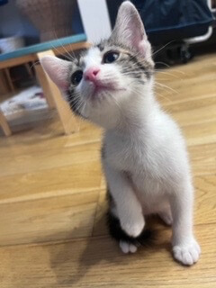 小さなキジ白イケメン男子のウリくん！