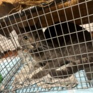 保護猫預かりボランテイア募集