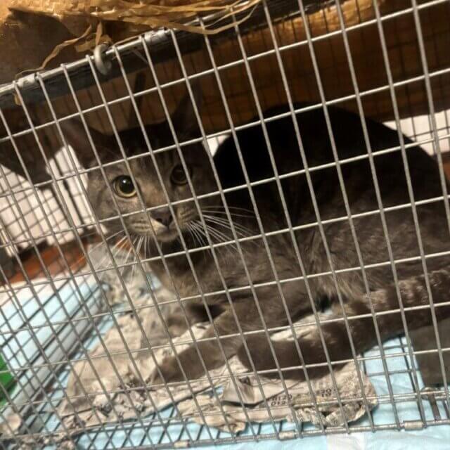 保護猫預かりボランテイア募集