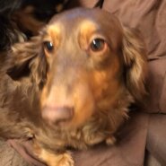 緊急募集。ダックス女の子3歳