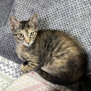 子猫のブーケちゃん（まだら模様の女の子）