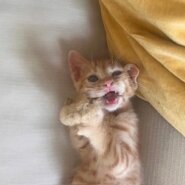 おっとり可愛い茶トラ子猫のイト！