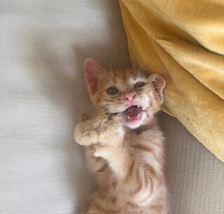 おっとり可愛い茶トラ子猫のイト！