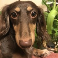 ダックス女の子一歳