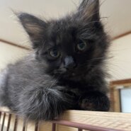 子猫のマールちゃん（長毛の女の子）