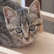 子猫のレオくん（キジトラの男の子）