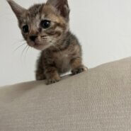 モデル子猫みたいにキュートなユイ！