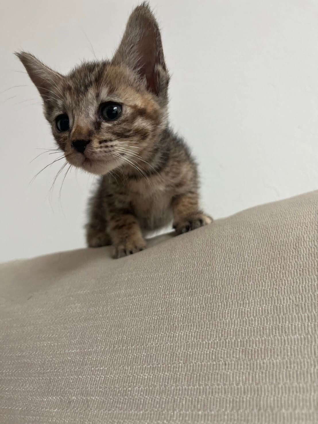 モデル子猫みたいにキュートなユイ！