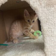 ほんわか可愛い茶トラ子猫のたむくん！