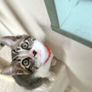 モミちゃん里親決定！