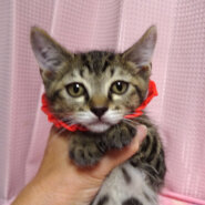 なれなれ♪綺麗なキジトラ★心(しん)くん 2ヵ月