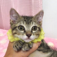 なれなれ♪綺麗なキジトラ★翔(しょう)くん 2ヵ月